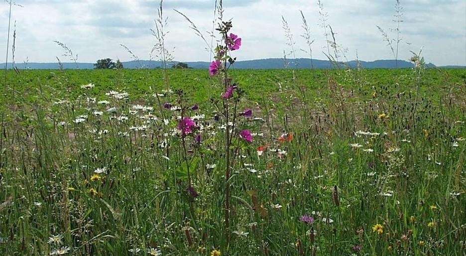 Ackerrandstreifen