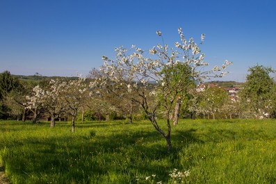 Streuobstwiese